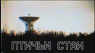 Страшные истории - Птичьи стаи