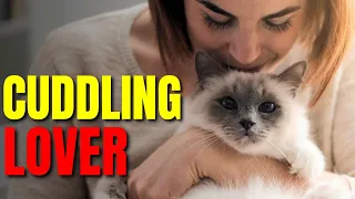 Top 5 cat breeds for cuddling in 2023