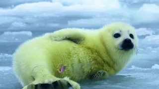 Клип про тюленят