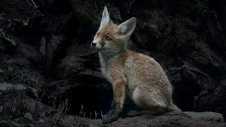 Red fox cubs playing around the den