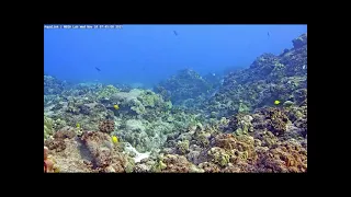 An Earthquake Seen and Heard Underwater on Aqualink Hawaii MEGA Lab