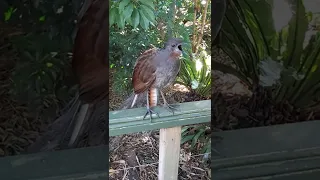 lyrebird mimics sounds Adelaide zoo