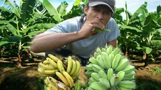 EATING GREEN BANANA(MOUTH WATERING)EATING CHALLENGE/A4BROTHERS VLOG