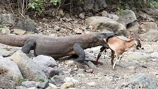 The Fast Attack Of The Komodo Dragon Catches The Goat Alive