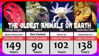 The OLDEST Animals on Earth 🦯🐢 | Animals Lifespan Comparison