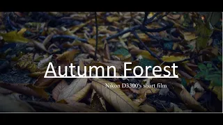 Autumn Forest - Nikon D3300 cinematic video