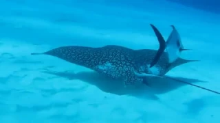 Spotted Eagle Ray Compilation