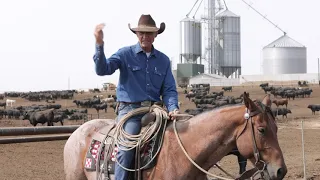 Feedlot pen pulling thoughts