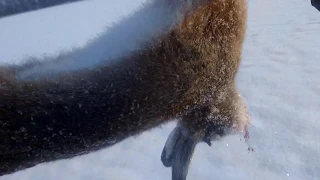 Взял зайца в лежке.