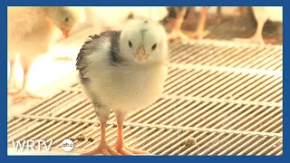 Here’s the scoop on owning a chicken coop in Indianapolis