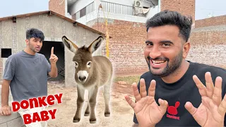 Sabtain ko Donkey Baby Lany Ka Challenge Day Dia 😂