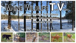 Maine Deer Herd/Coyote/Bobcat/February Wildlife Trail Video