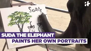 Indiatimes - Suda The Elephant Paints Her Own Portraits