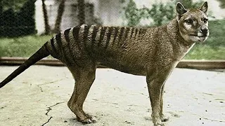 Тасманский тигр и его история. Tasmanian tiger and its history