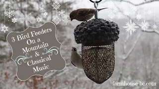 Winter Birds Eating and Relaxing Music