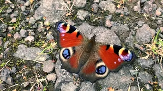 Peacock Butterfly & Red Admiral