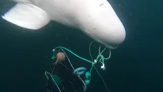 Hvaldimir the beluga spy whale, Up to no good! | OneWhale.org