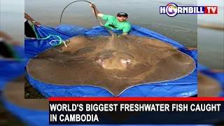 WORLD'S BIGGEST FRESHWATER FISH CAUGHT IN CAMBODIA|EXCLUSIVE PHONO WITH ANGLERS ASSOCIATION NAGALAND