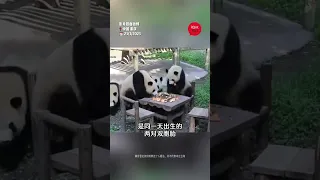 【🐼熊猫也打麻将🀄？4熊猫围桌原来是做这个...】