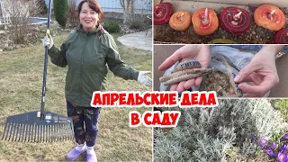 Весёлая уборка в саду - 2. Посылка с георгинами. Бужу гладиолусы, канны, бегонии. Обрезка лаванды.