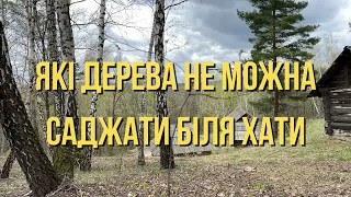 Які дерева не можна саджати біля хати? Українські традиції