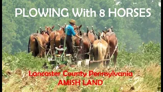 PLOWING With 8 HORSES in Lancaster County, PA's AMISH LAND