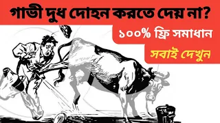 গাভী দুধ দোয়াতে  দেয় না লাথি মারে? ১০০% ফ্রী সমাধান | How to give milk if the cow kicks?