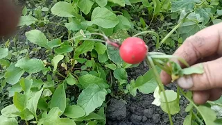 Обхід моїх володінь.У нас морозу не було але дуже холодно.Ну і погодка.