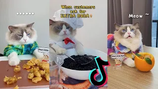 💕 that little puff tiktok compilation | cooking cat