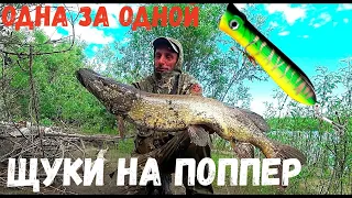 ЩУКИ ЗВЕРЕЮТ НА ПОППЕР!!! Зрелищные атаки на поверхности. Рыбалка в Якутии