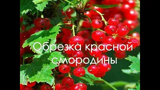 Обрезка красной смородины весной (или осенью)