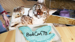 ТОРТИКИ ДЛЯ БОЛЬШИХ КОШЕК. Big cats love cakes