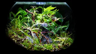 Waterfall Pond in a Terrarium (biOrb AIR Redo)