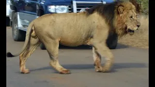 Biggest Male Lion I Have Ever Seen! Gomondwane Lion! Kruger National Park! South Africa Today!#lion