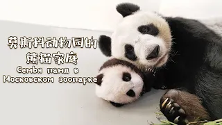 Cute Moments Of Panda Cub Born In Russia | iPanda