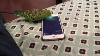 Talking bird activates Siri on the iPhone by saying "Hey Siri"