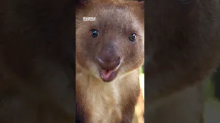 Tree Kangaroos hop onto the scales