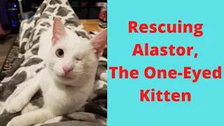 We Rescued a One Eyed Kitten & Learned a Life Lesson in Resilience