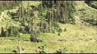 Video: Hikers run from a grizzly bear in Glacier National Park