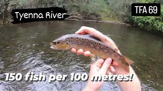 How Many Fish Are In One Run? | Tyenna River | TFA #69