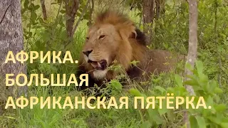 АФРИКА. БОЛЬШАЯ АФРИКАНСКАЯ ПЯТЁРКА ЗА 10 МИНУТ. |  HD | BBC KSN Animal planet