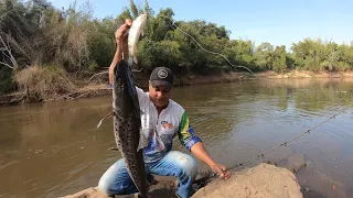 PINTADO DE BARRANCO, OLHA A ISCA... MAIS UM DIA TOP DE PESCARIA  NO RIO MIRANDA!!!