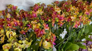 🌸 ПРОДАЖА ОРХИДЕЙ 08.06.22 БАБОЧКИ, Биг липы, Будда, Каскады. Орхидеи почтой. Купить орхидею.