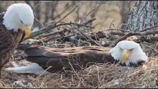 Decorah Eagles North- Mr. North Brings A Fish To His Mate DNF