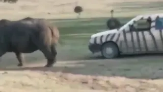 Атака носорога! Жесть