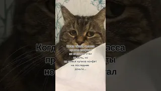 ведь мы даже не замечаем этого... #котмиша #рекомендации #хочуврек