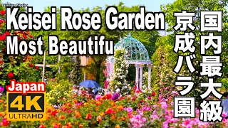 🇯🇵4K  京成バラ園 Keisei Rose Garden in JAPAN Most Beautiful 2022 ローズガーデン 薔薇園 植物園 バラ Keisei garden Flower