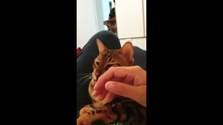 Bengal cat cannot resist to yawn