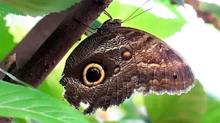 Giant Owl Butterfly (Caligo memnon)