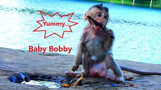 Great! Baby Boddy Looks So Hungry, He Find Food For Eating, His Mouth Very Busy, So Smart Baby Bobby